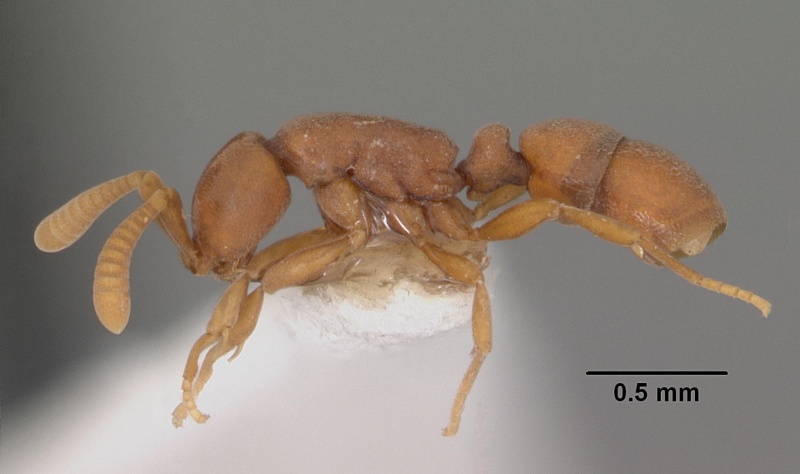 File:Probolomyrmex petiolatus casent0102222 profile 1.jpg