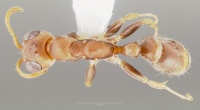 Pseudomyrmex oculatus casent0005875 dorsal 1.jpg