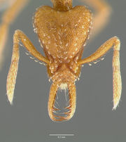 Strumigenys rubigus casent0005630 head 1.jpg