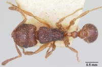 Tetramorium steinheili casent0101257 dorsal 1.jpg