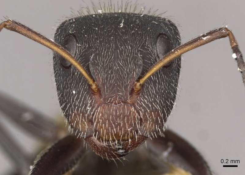 File:Camponotus auricomus casent0910682 h 1 high.jpg