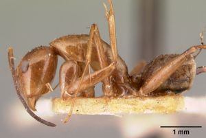 Camponotus christi casent0101435 profile 1.jpg