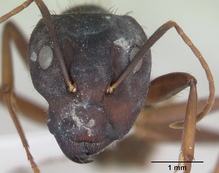 File:Camponotus cingulatus casent0173404 head 1.jpg