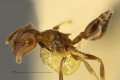 Crematogaster-subcircularis-hal4.jpg