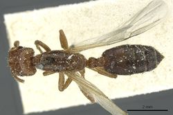 Crematogaster angusticeps casent0912793 d 1 high.jpg