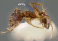 MCZ-ENT00020690 Pheidole hyatti-hal.jpg