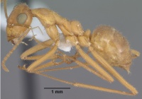 Myrmecocystus mexicanus casent0102814 profile 1.jpg