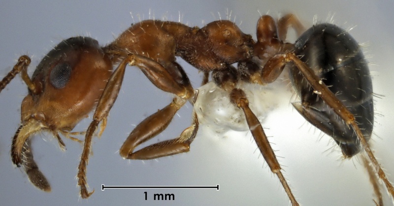 File:Myrmecorhynchus rufithorax ANIC32-010964 side 32-Antwiki.jpg