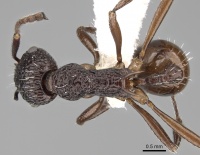 Myrmica indica D casent0280832.jpg