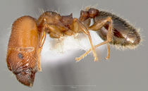 Pheidole clementensis casent0005755 profile 1.jpg