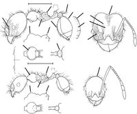 Pheidole psilogaster Wilson 2003.jpg