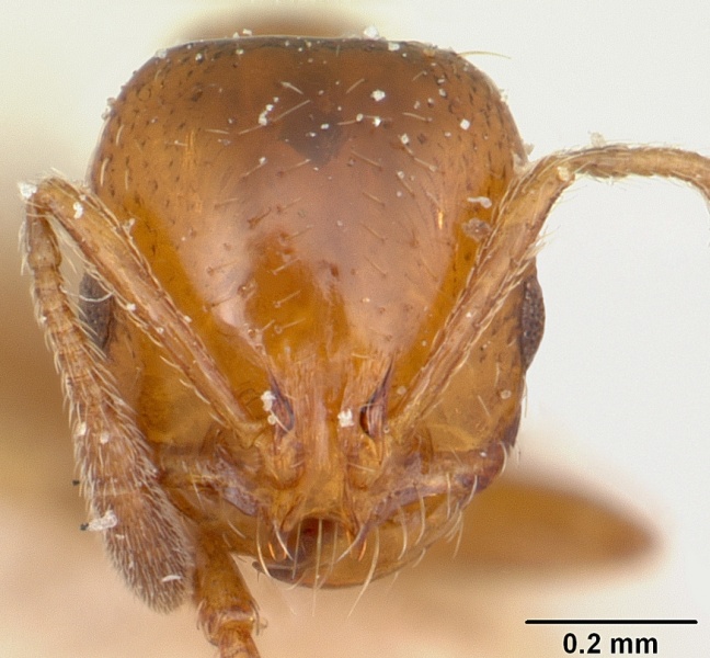 File:Solenopsis metanotalis emiliae casent0103200 head 1.jpg