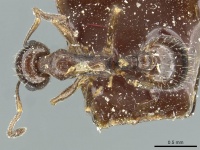 Temnothorax foreli casent0912936 d 1 high.jpg