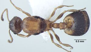 Temnothorax kashmirensis antweb1008016 d 1 high.jpg