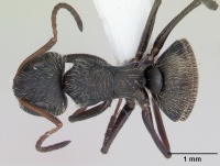 Camponotus brettesi casent0173241 dorsal 1.jpg