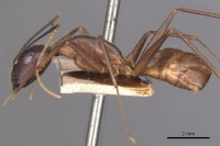 Camponotus carin casent0905251 p 1 high.jpg