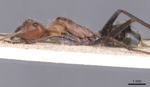 Camponotus pellax casent0911757 p 1 high.jpg
