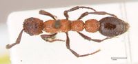 Cerapachys fossulatus focol0797 d 1 high.jpg