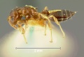 Crematogaster-simoniL3.2.jpg