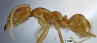 Iridomyrmex pallidus side view