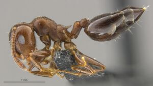 MCZ-ENT00671965 Crematogaster larreae hal.jpg