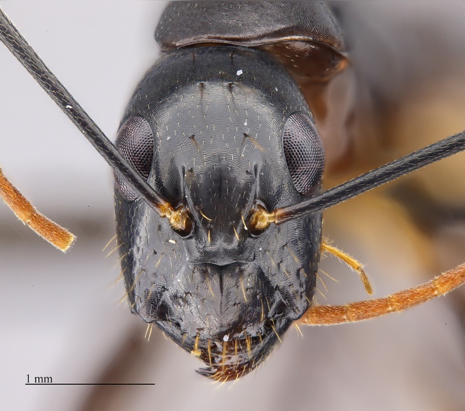 File:MCZ ENT Camponotus MOZ sp15 hef 5x.jpg