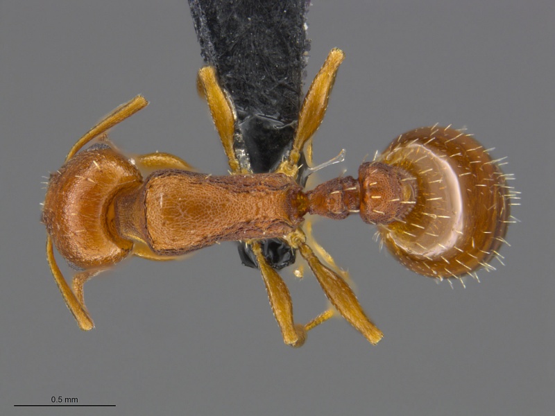 File:Mcz-ent00669490 Temnothorax carinatus had.jpg