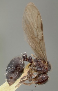 Meranoplus niger castype06968-01 profile 1.jpg