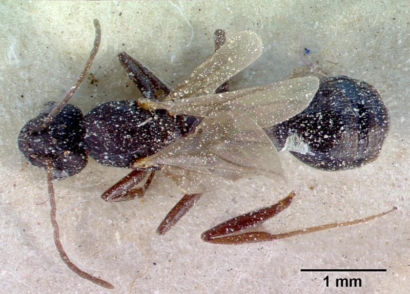 File:Monomorium subopacum casent0010823 dorsal 1.jpg