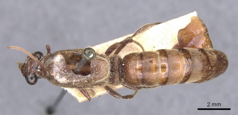 File:Neivamyrmex guyanensis casent0911397 d 1 high.jpg