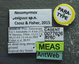 Nesomyrmex exiguus casent0077626 l 1 high.jpg