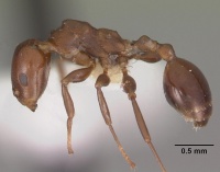 Nesomyrmex gibber casent0102303 profile 1.jpg