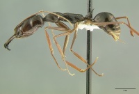 Odontomachus latissimus hal.jpg