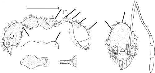 Pheidole aequiseta Wilson 2003.jpg