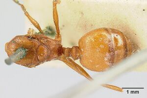 Pheidole castanea jtl259163 d 1 high.jpg