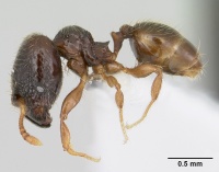 Pheidole mosenopsis casent0178035 profile 1.jpg