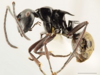 Polyrhachis barretti side AntWiki.jpg