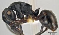 Polyrhachis templi side.jpg