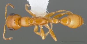 Pseudomyrmex pallidus casent0005441 dorsal 1.jpg
