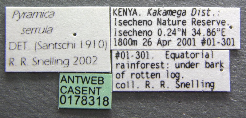 File:Pyramica serrula casent0178318 label 1.jpg