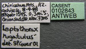 Temnothorax rugatulus casent0102843 label 1.jpg