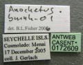Anochetus pattersoni casent0172609 label 1.jpg