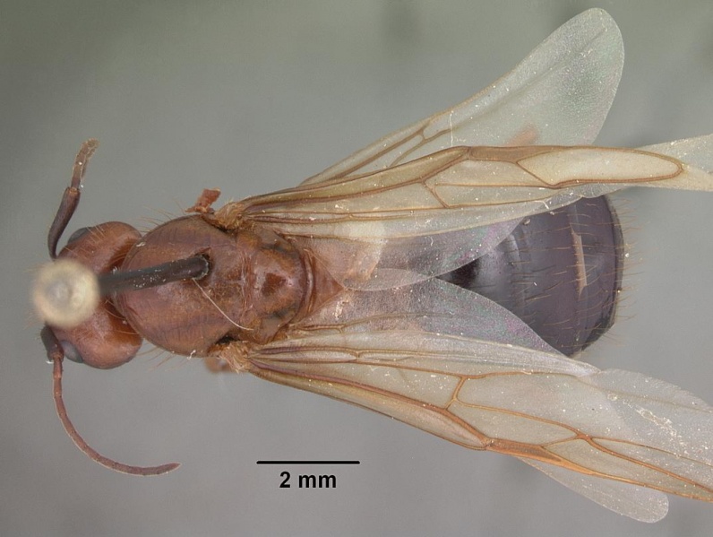 File:Camponotus floridanus casent0103675 dorsal 1.jpg
