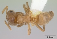 Cladomyrma crypteroniae casent0173916 dorsal 1.jpg