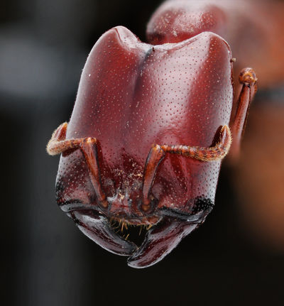 Macropod image of major worker