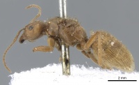 Lasius crinitus casent0903212 p 1 high.jpg