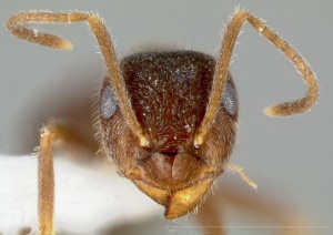 Lasius niger casent0005404 head 1.jpg