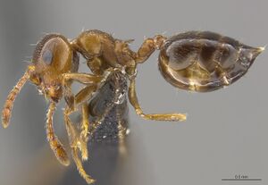 Mcz-ent00669688 Crematogaster ashmeadi hal.jpg