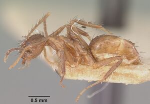 Paratrechina gracilis casent0101300 profile 1.jpg