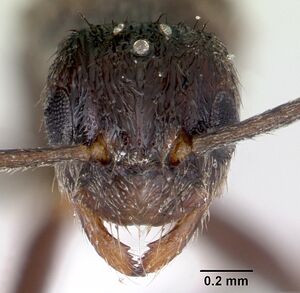 Paratrechina steinheili casent0173235 head 1.jpg